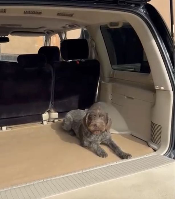 Потерялась щенок 4 месяца