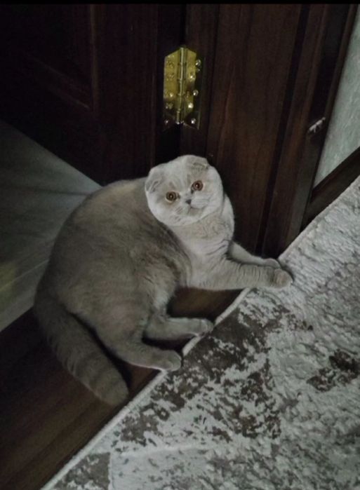 Продаётся чистокровный мальчик 
Скотиш страйт 
Голубого окраса
Родился