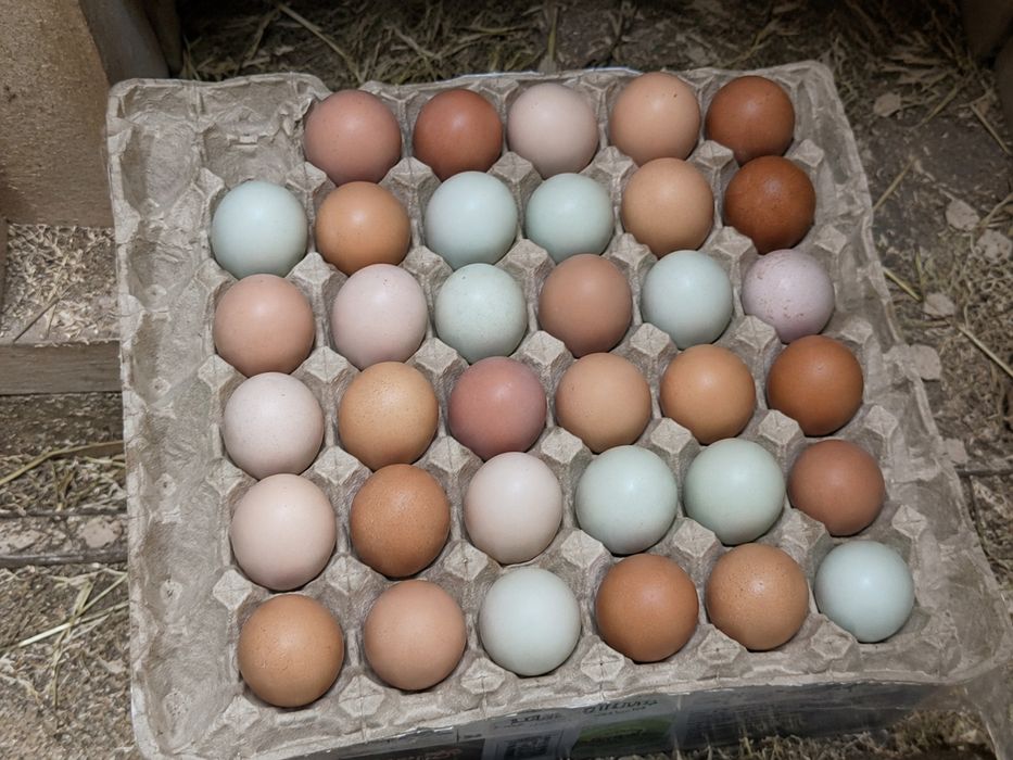 Продается инкубационые яйца