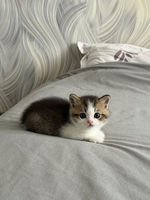 Британские котята
