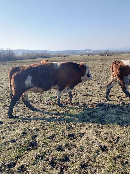 Taur Baltata Ungurească
