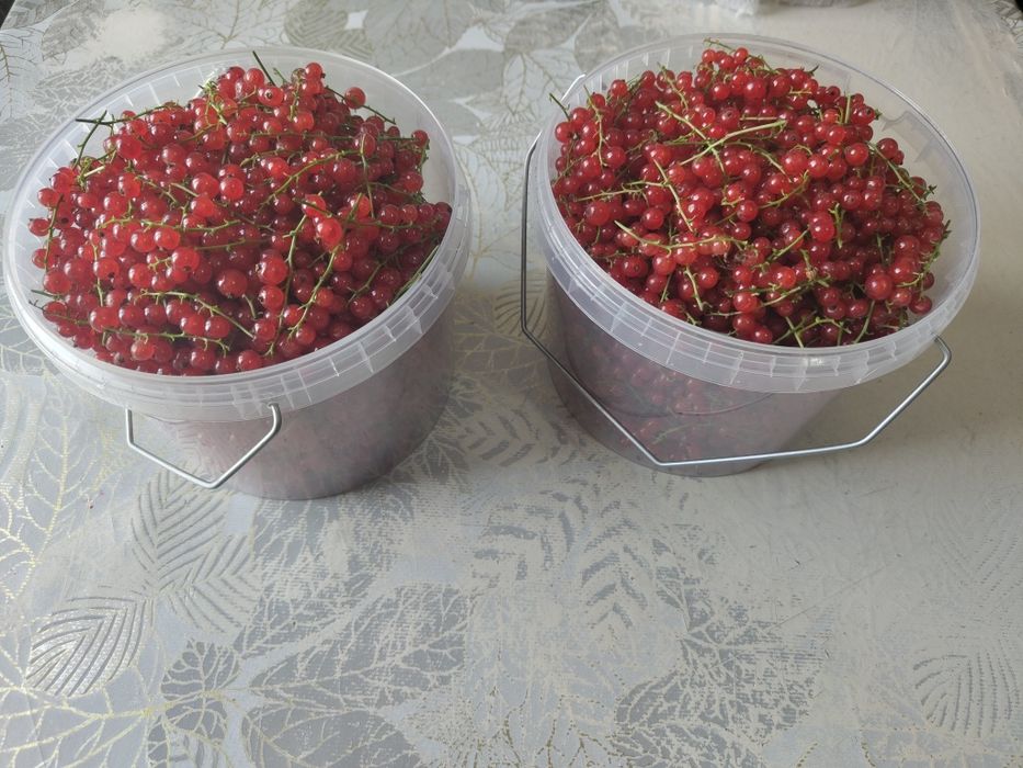 Продам смородину