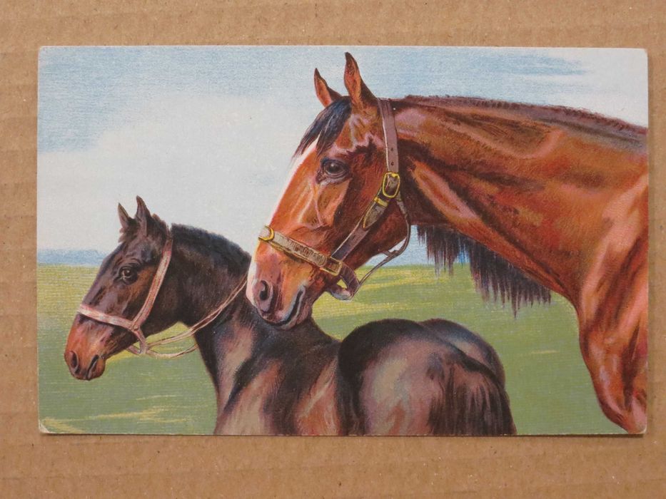 4 carti postale ilustrate cu cai