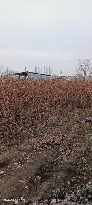 Chinor koʻchatlar sotiladi.