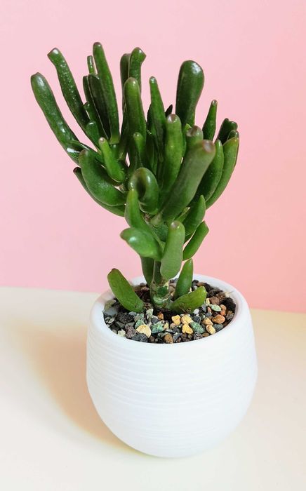 Крассула Хоббит (толстянка)