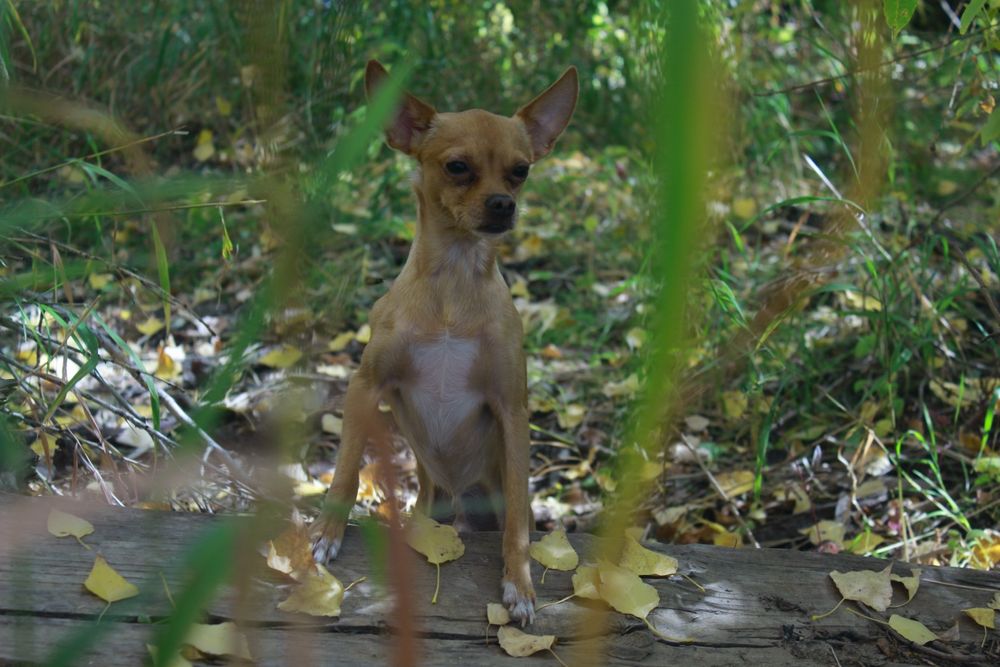 Вязка Той терьер