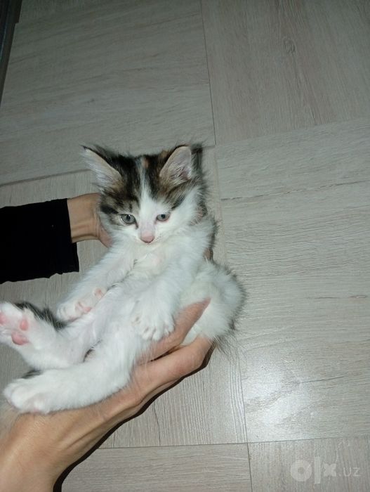 Котёнок продаётся