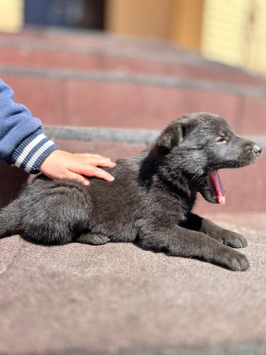 Щенки немецкой овчарки.ЧЕРНЫЕ.