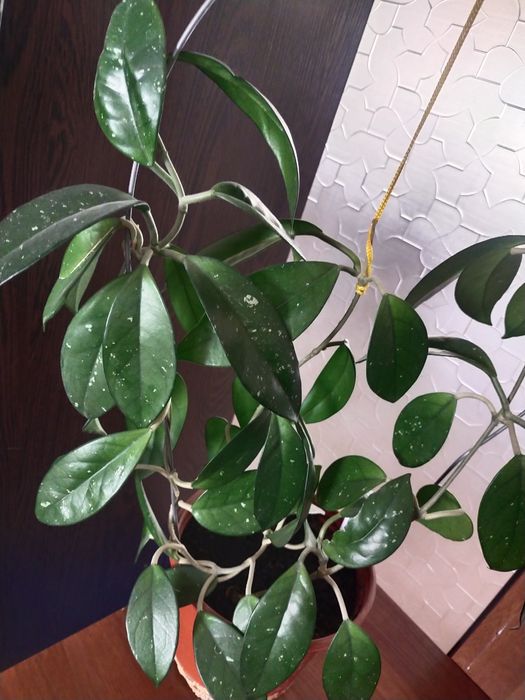 Срочно продаётся Хойя цветущая