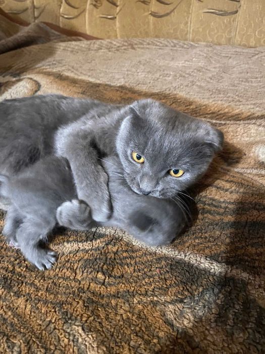 Продам котят, шотландцы, 5 недель.