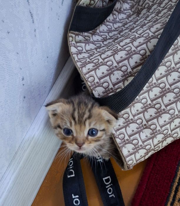 Zotdor mushuk sotiladi