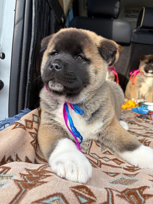 Щенки Американской Акиты