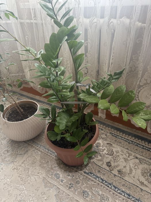 Продам доллоровое дерево, замиокулькас