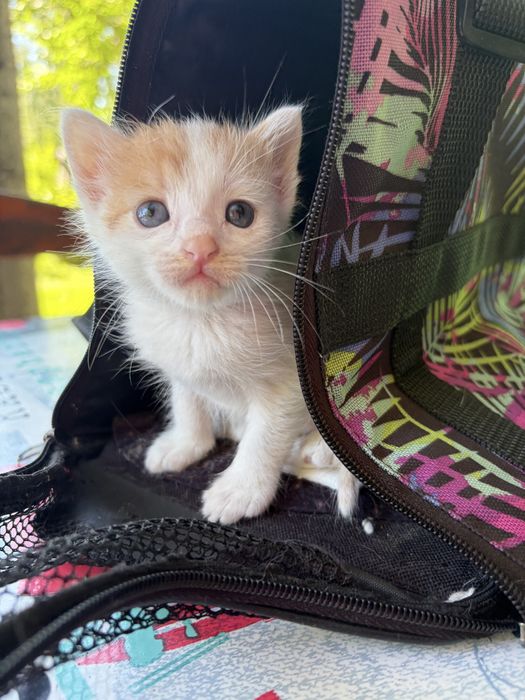 Котята девочки срочно ищут дом!