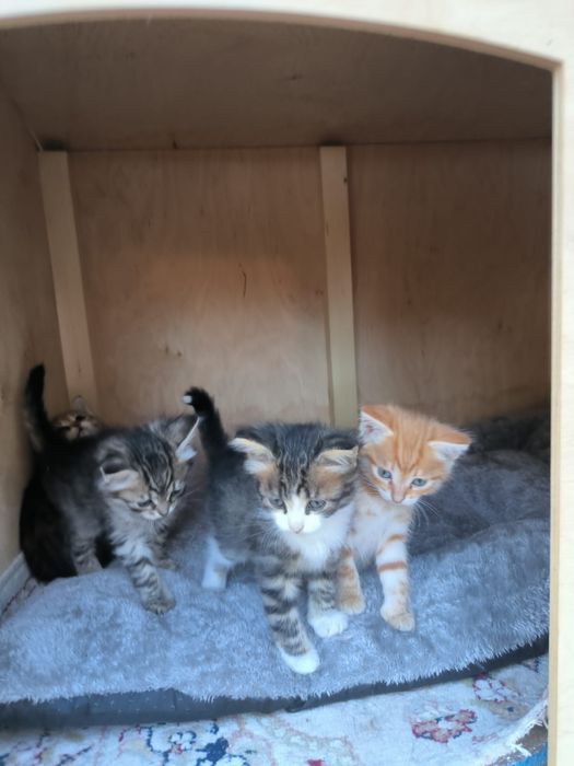 Котята отдам в добрые руки