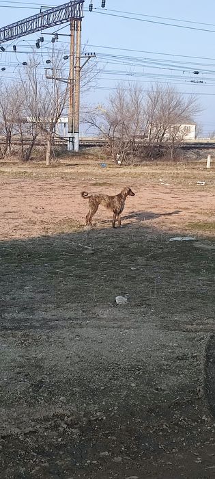 Тазы 9 айлық күшік .