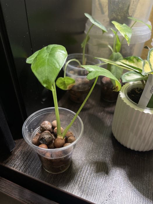 Алоказия лечебная