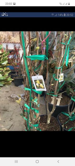 Magnolia amenajări  grădini