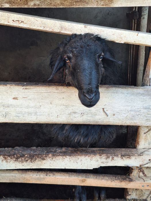 Еркек қошқар сатылады