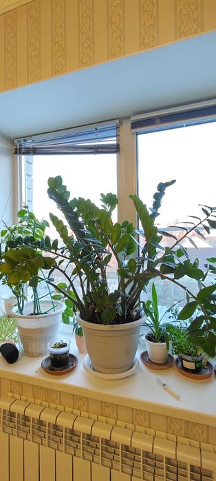 Продам долларовое дерево