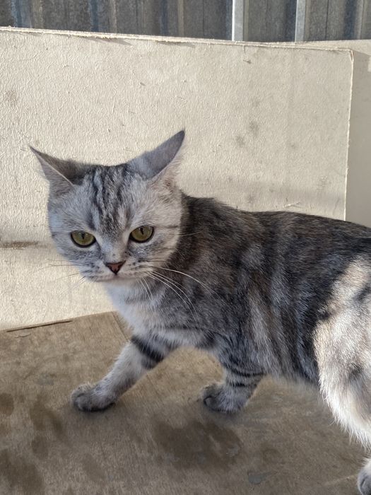 Кошка отдаю  в хорошие руки