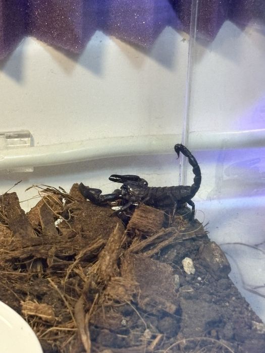Scorpion Heterometrus