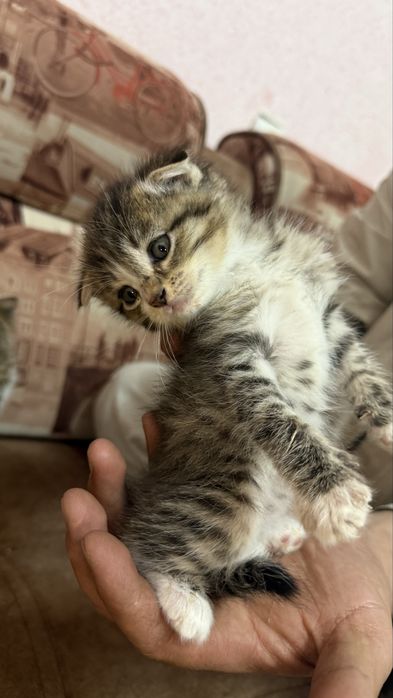 Отдаем котят в добрые руки