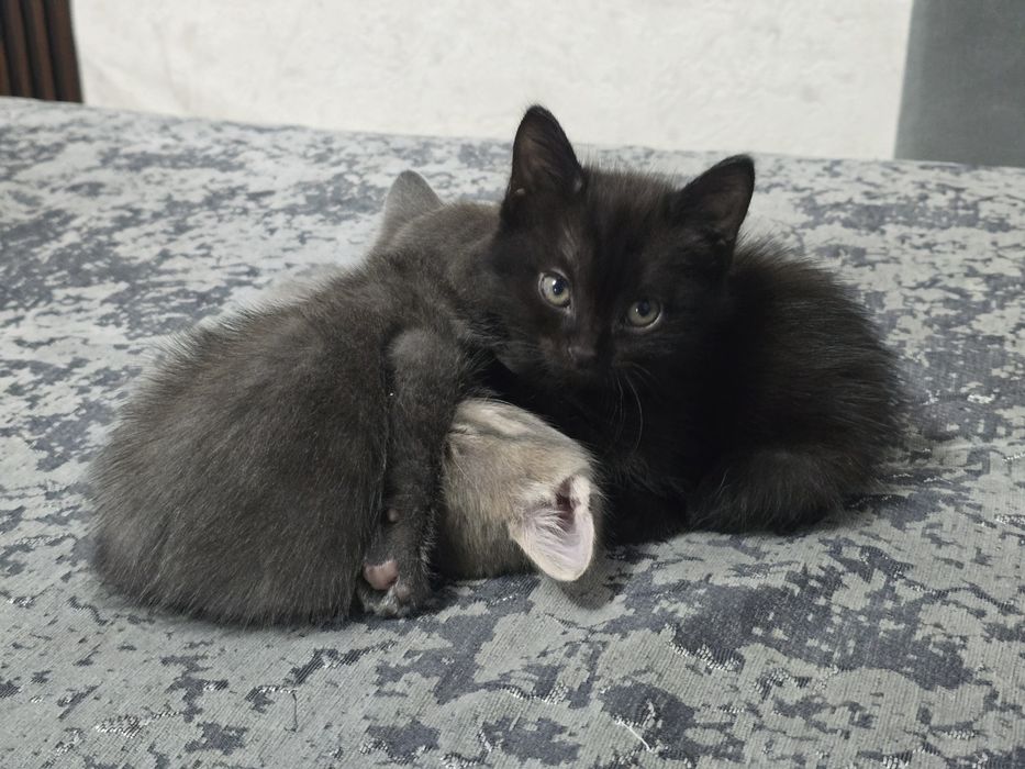 Срочно отдаю котят девочек бесплатно