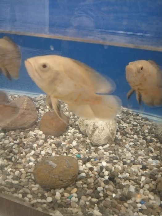 Astranatus baliqlar sotiladi