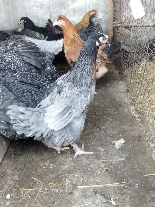 Продам куры домашние