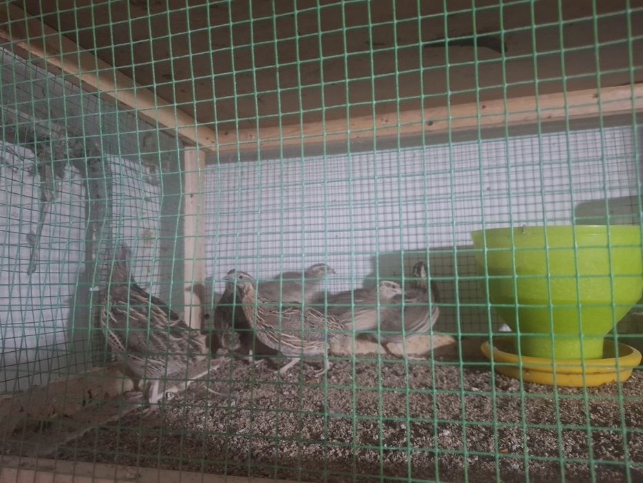 TOZA ZOTLI jojalar va tuxumlar sotiladi