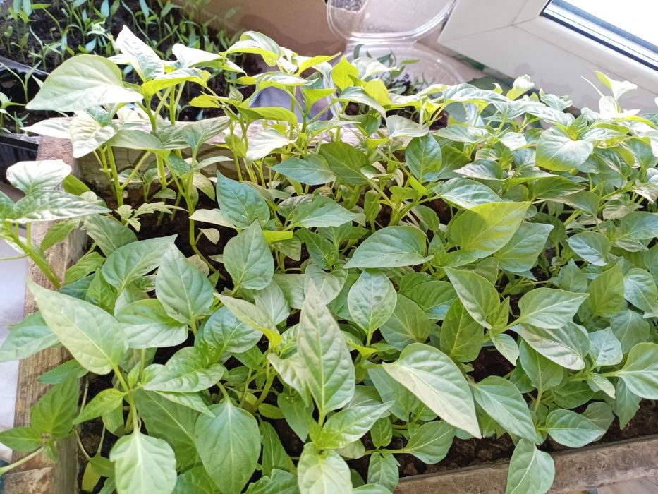 Рассада помидор, сладкого перца.