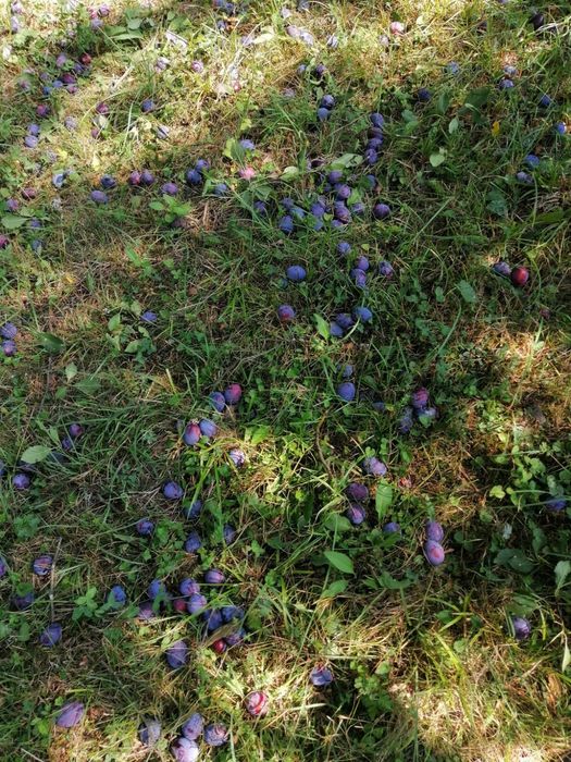 Vând prune pentru țuică