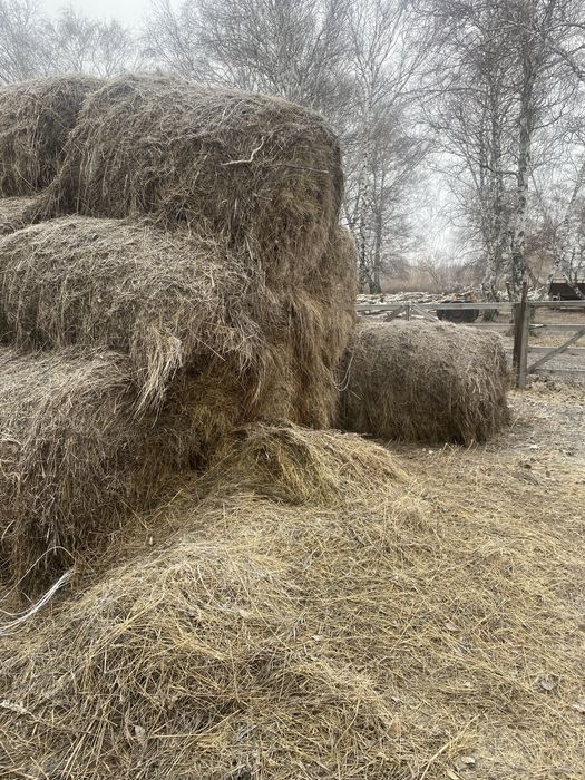продам сено и салому