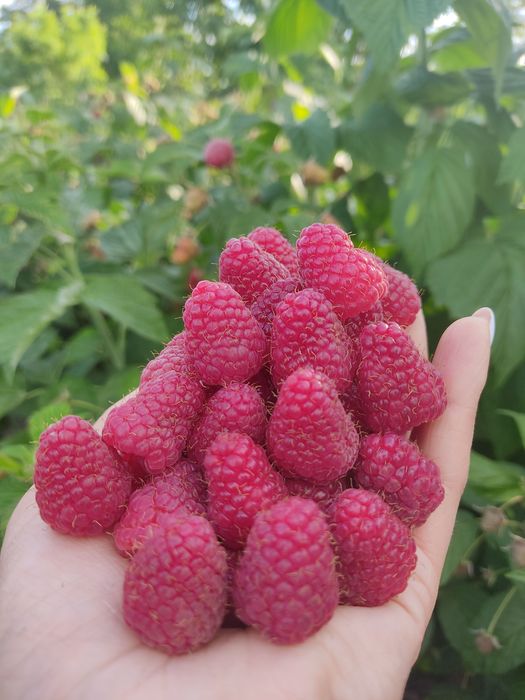 Vând zmeură proaspătă bio