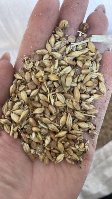 Зерносмесь ячмень