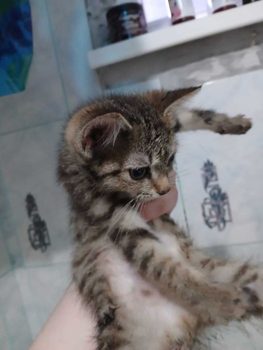 Котенку (девочка) нужен дом! Срочно!