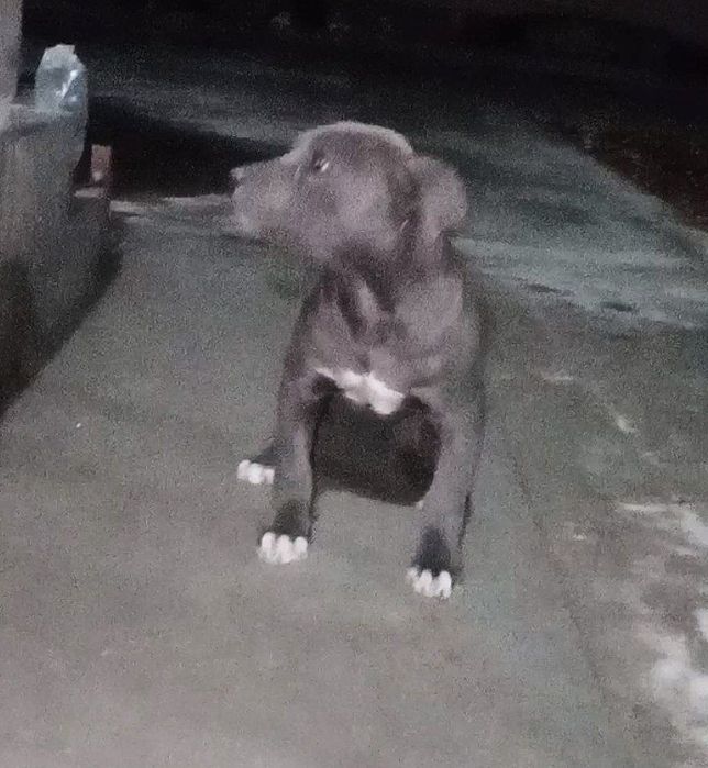 Продаётся питбул