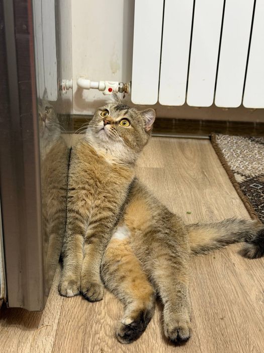 Шотландская вислоухая  (scottish Fold)