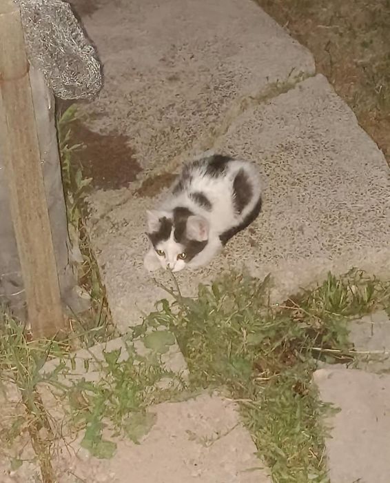 Отдадим котят в хорошие руки