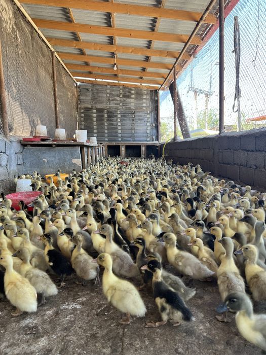 Pekin agidel goluboy favorit ordaklar