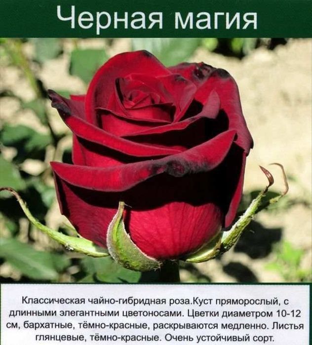 Geran gullar bor atirgul kuchati bor payvand qilingan