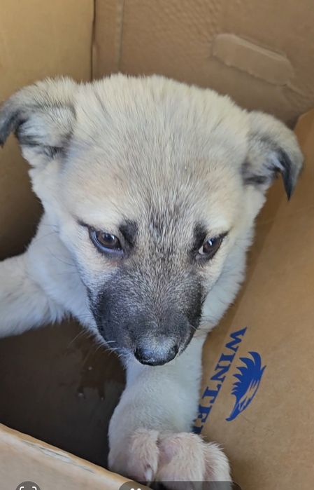 Отдам щенка крупного