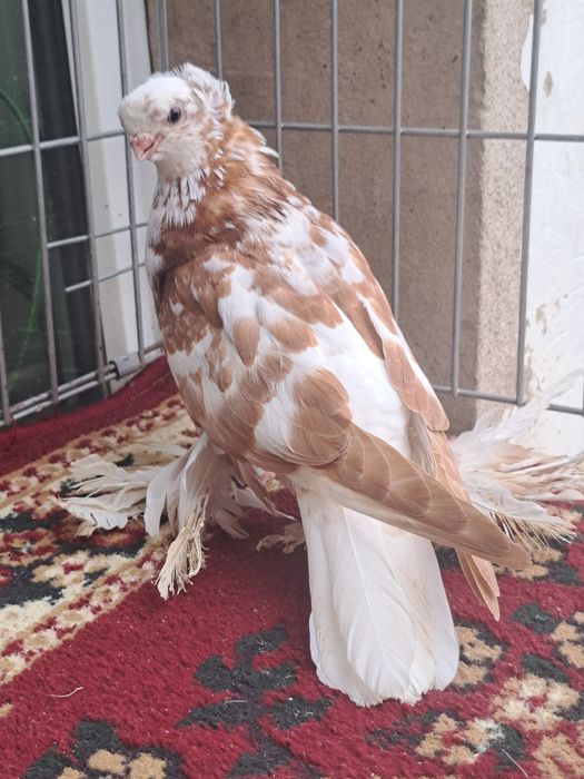 Голубка гульбадам молодая