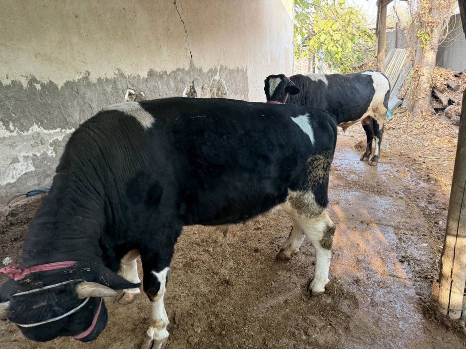 Buqalar sotiladi 2ta ikkalasi 63million yaxshi boqilgan òzimizniki