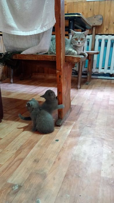 Бриташки в добрые руки