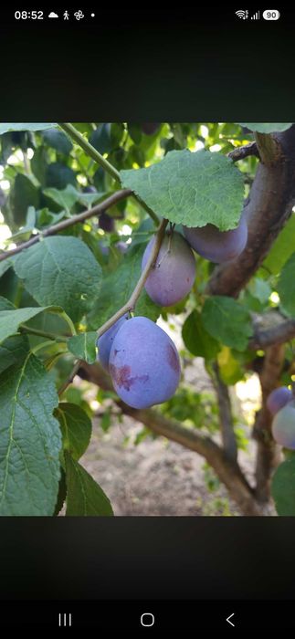 Prune din regiunea Arges