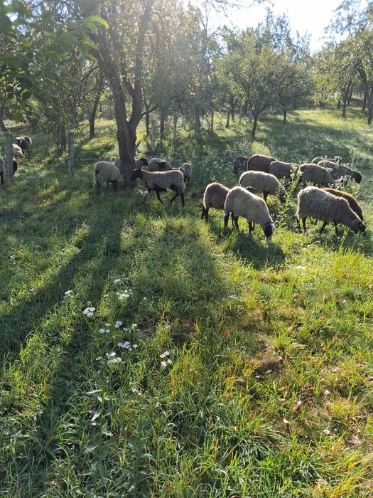 Mielute și berbecuti de vanzare