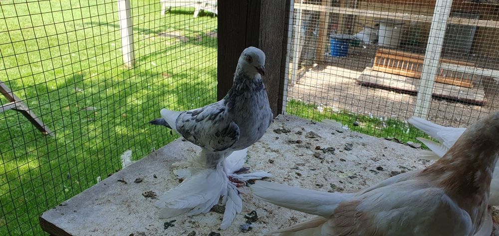 Голуби бойные разных мастей