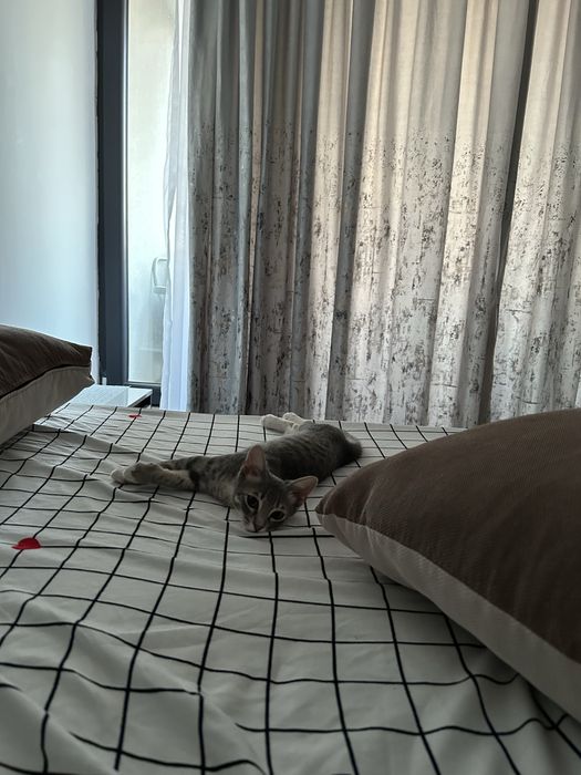 Petsittng, vizte la domiciliu pisici